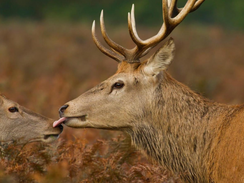 Feel the Alps - Autumn Vibes